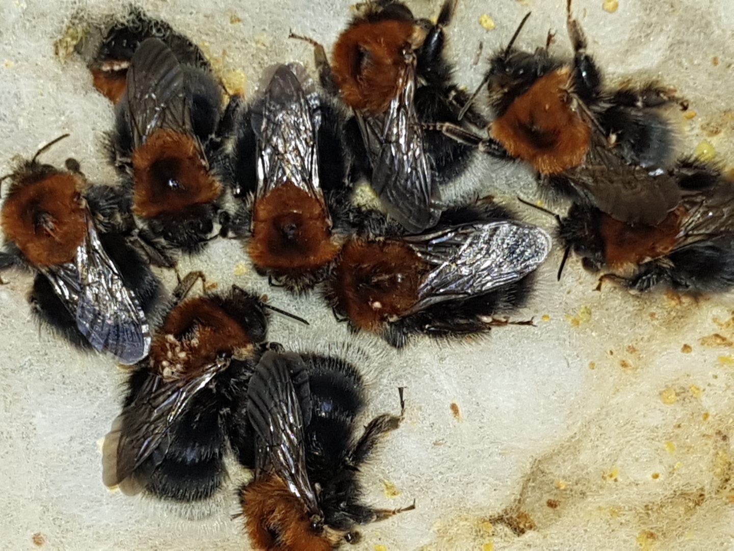 Čmeláci PLUS - Matky Čmeláků rokytových  (Bombus hypnorum)