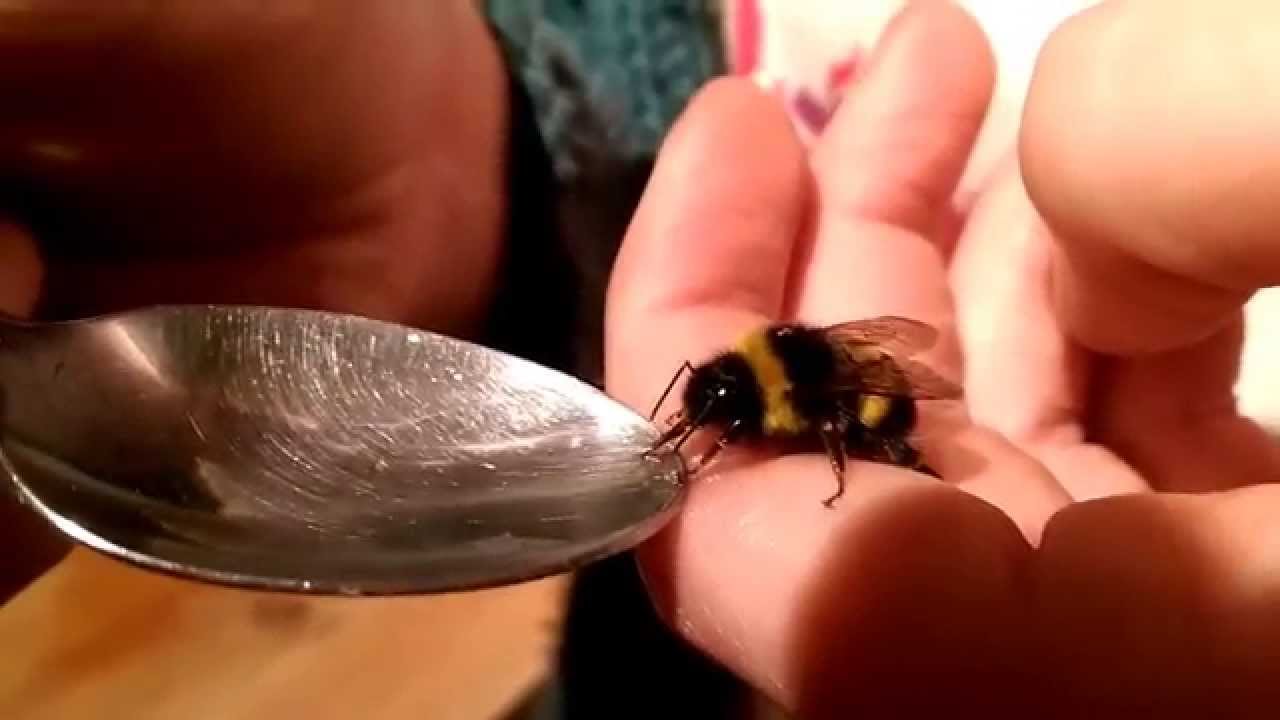 Čmeláci PLUS - Krmíme čmeláky