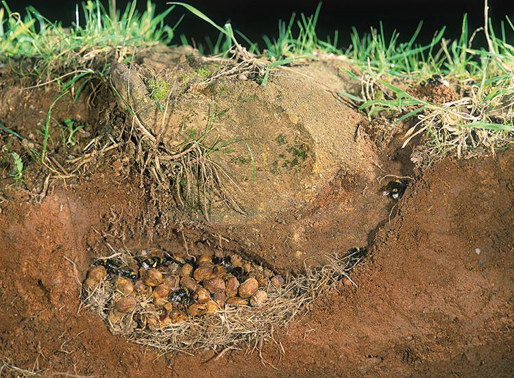 Čmeláci PLUS -Hnízdo čmeláků v zemní dutině