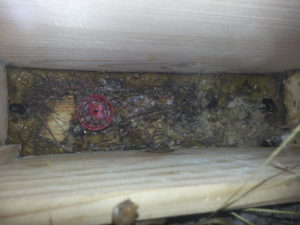 čmeláci plus - nevhodné řešení chodby úlu v podobě předsíňky čmelína