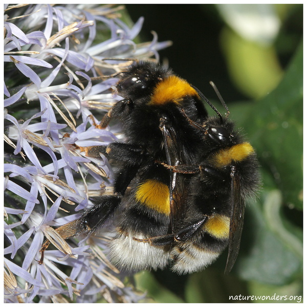 Druhy čmeláků a pačmeláků v ČR – Čmeláci PLUS