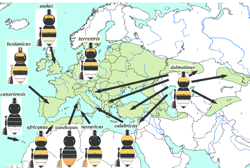 Distribution of Bombus terrestris (ResearchGate)