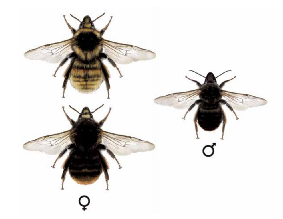 Čmeláci PLUS - Čmelák proměnlivý -Bombus humilis -
Zdroj: Sikora A., Michołap P., Kadej M., Sikora M. Tarnawski D. 2018 „Pszczoły w mieście: Trzmiele Wrocławia“, Wyd. Stowarzyszenie Natura i Człowiek.