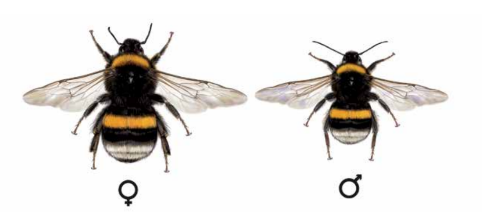 čmelák zemní - Bombus terrestris