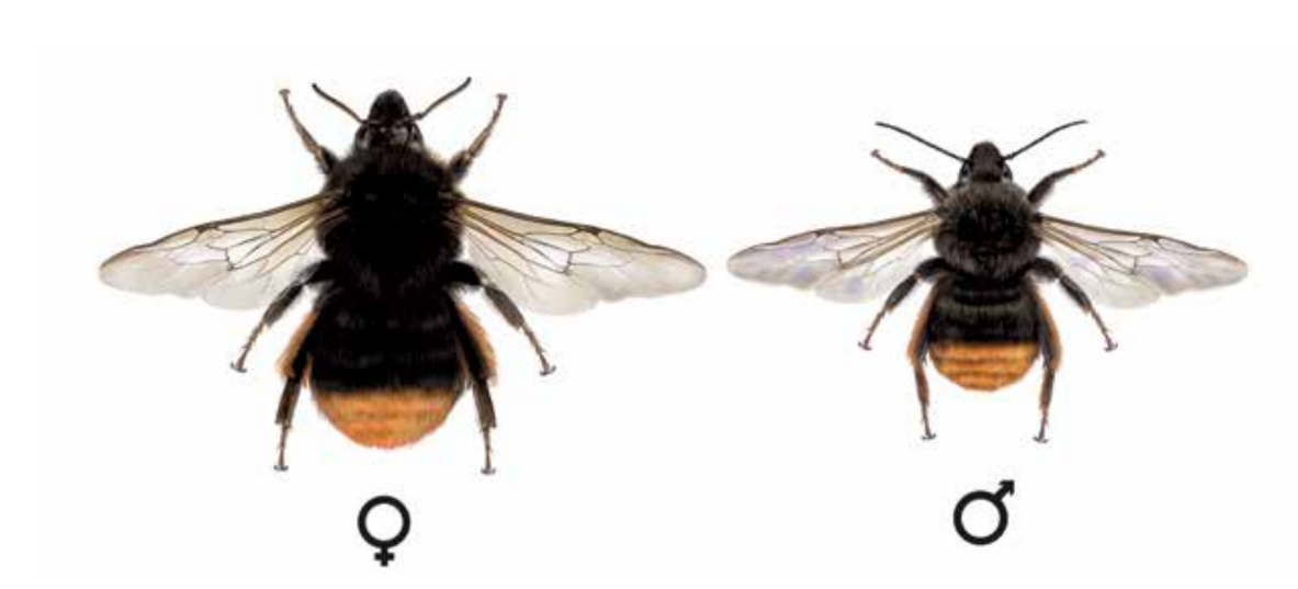 čmelák úhorový - Bombus ruderarius