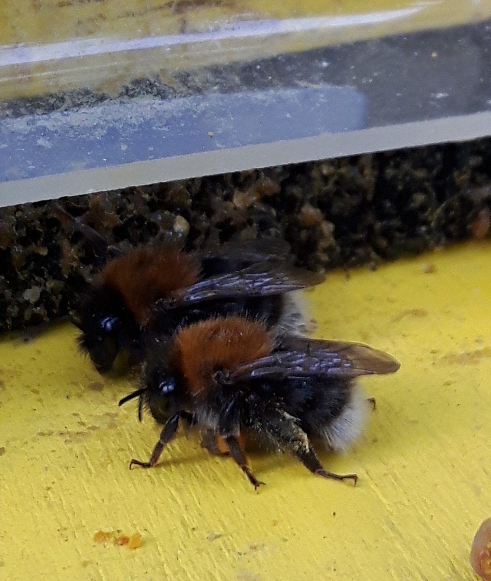 Čmeláci PLUS - Čmelák rokytový (Bombus hypnorum)