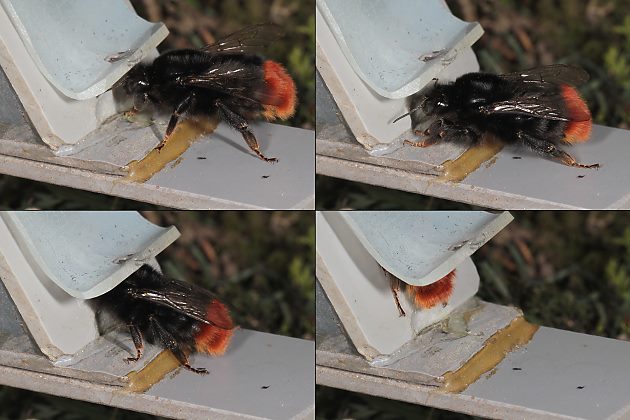 Čmeláci PLUS - Ochranná klapka - vstupující čmelák skalní (Bombus lapidarius)