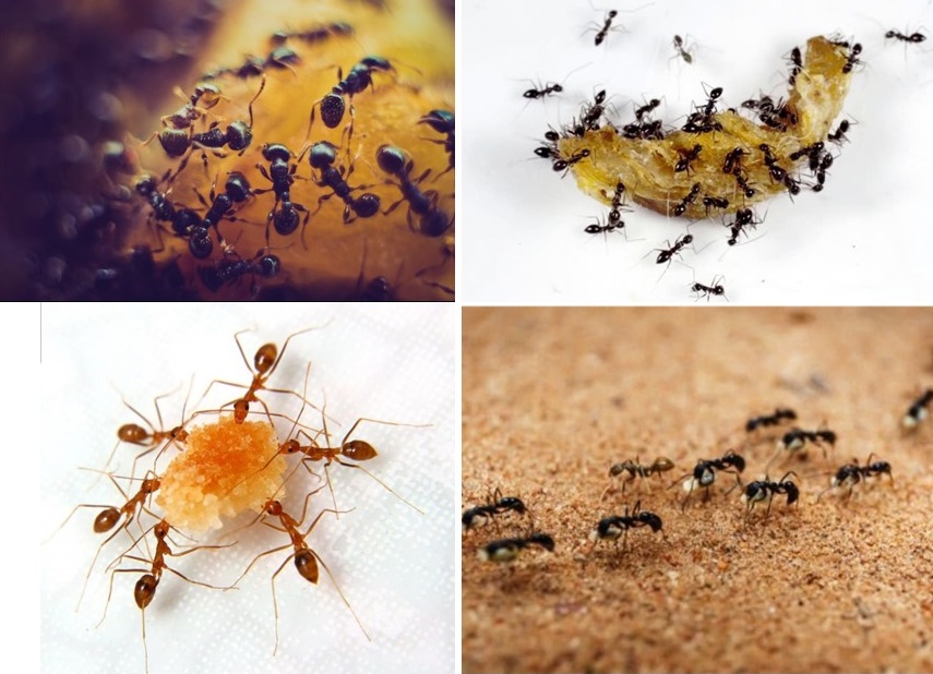 Čmeláci PLUS - Ochrana úlku proti mravencům - mravenci