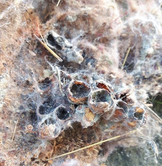 zničené hnízdo čmeláka Aphomia sociella 