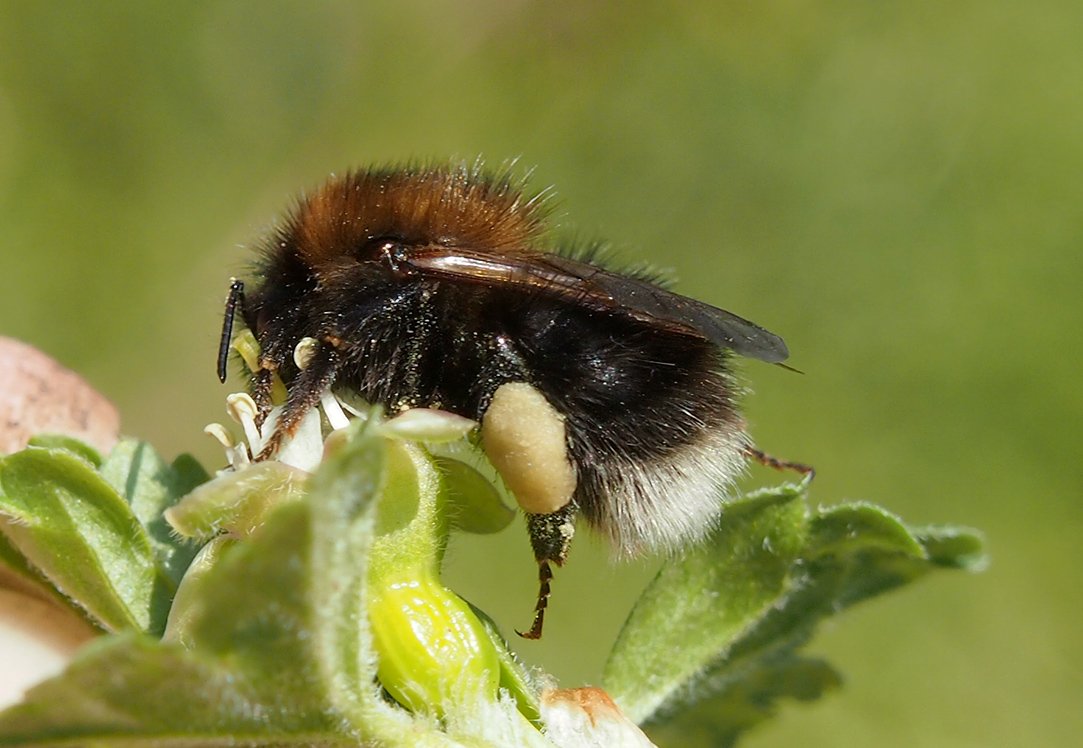 Čmeláci PLUS - Čmelák rokytový (Bombus hypnorum)