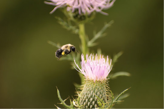 Čmeláci PLUS - umblebees carry heavy loads in economy mode