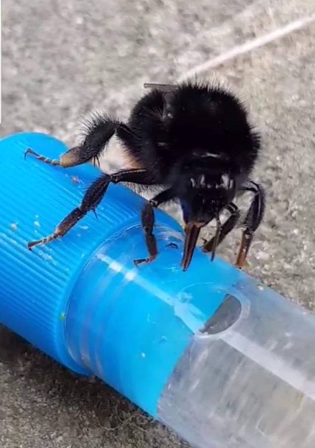 Čmeláci PLUS - Čmelák skalní (Bombus lapidarius)_na krmítku