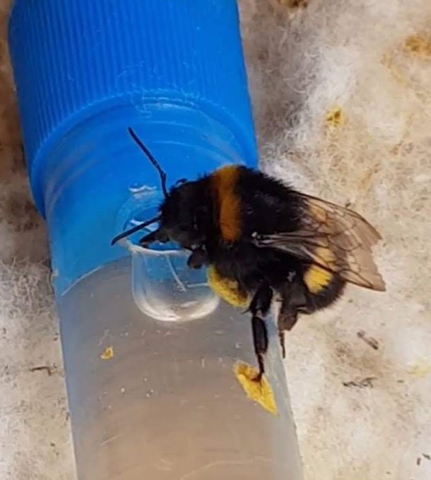 Čmeláci PLUS - Čmelák (Bombus terrestris) na krmítku