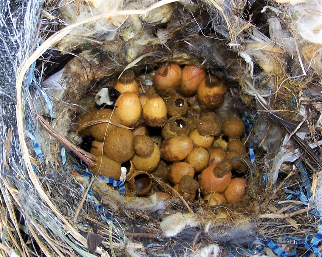 Čmeláci PLUS - Hnízdo čmeláků rokytových (Bombus hypnorum) v ptačí budce