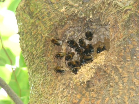 Čmeláci PLUS - Hnízdo čmeláků rokytových (Bombus hypnorum) v ptačím hnízdě v dutině stromu 