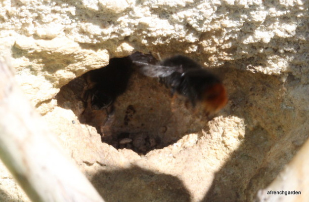 Čmeláci PLUS - Hnízdo čmeláků skalních (Bombus Lapidarius) ve zdi