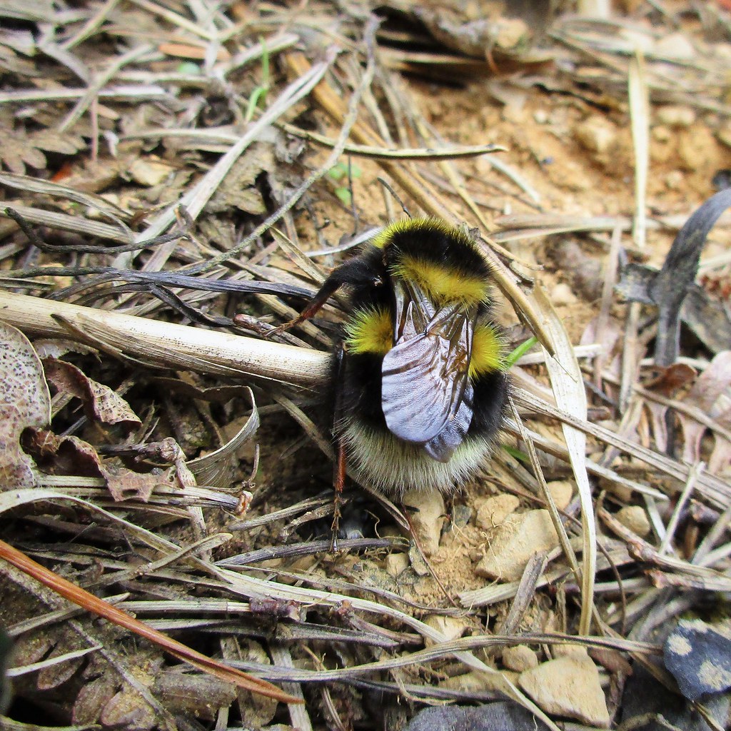 Čmeláci PLUS - Matka čmeláka zemního (Bombus_terrestris) hledá hnízdište