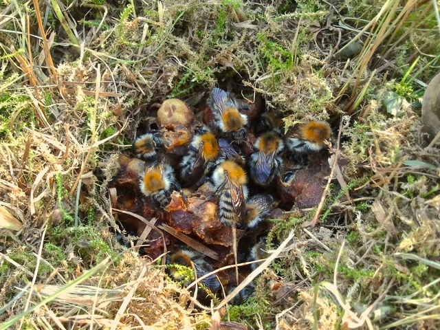 Čmeláci PLUS - Hnízdo čmeláků rolních (Bombus pascuorum) v hromádce trávy