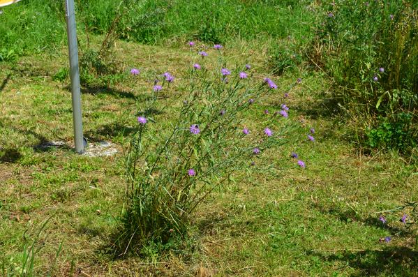 Při sečení louky neuškodí větší či menší ostrůvky nekosených ploch