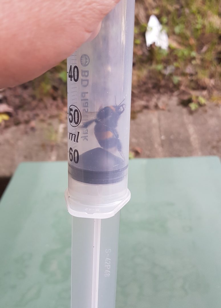 Čmeláci PLUS - Matka čmeláka zemního (Bombus terrestris) v zavaděči z injekční stříkačky 60 ml 