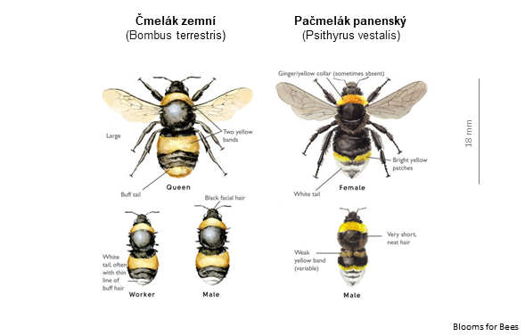 Čmeláci PLUS - Čmelák zemní x Pašmelák panenský