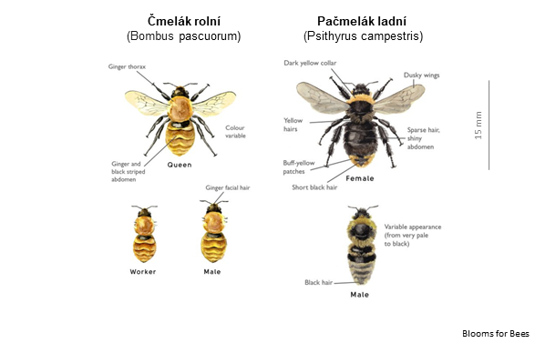 Čmeláci PLUS - Čmelák rolní x Pačmelák ladní