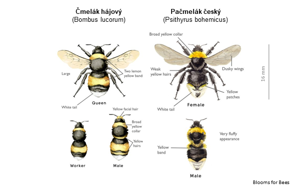 Čmeláci PLUS - Čmelák hájový x Pačmelák český