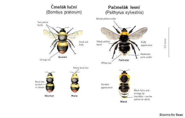 Čmeláci PLUS - Čmelák luční x Pačmelák lesni