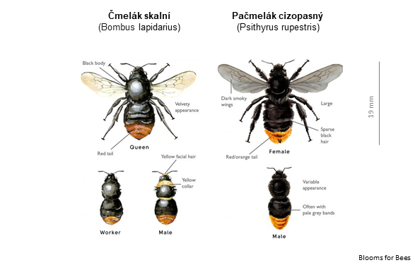 Čmeláci PLUS - Čmelák skalní x Pačmelák  cizopasný