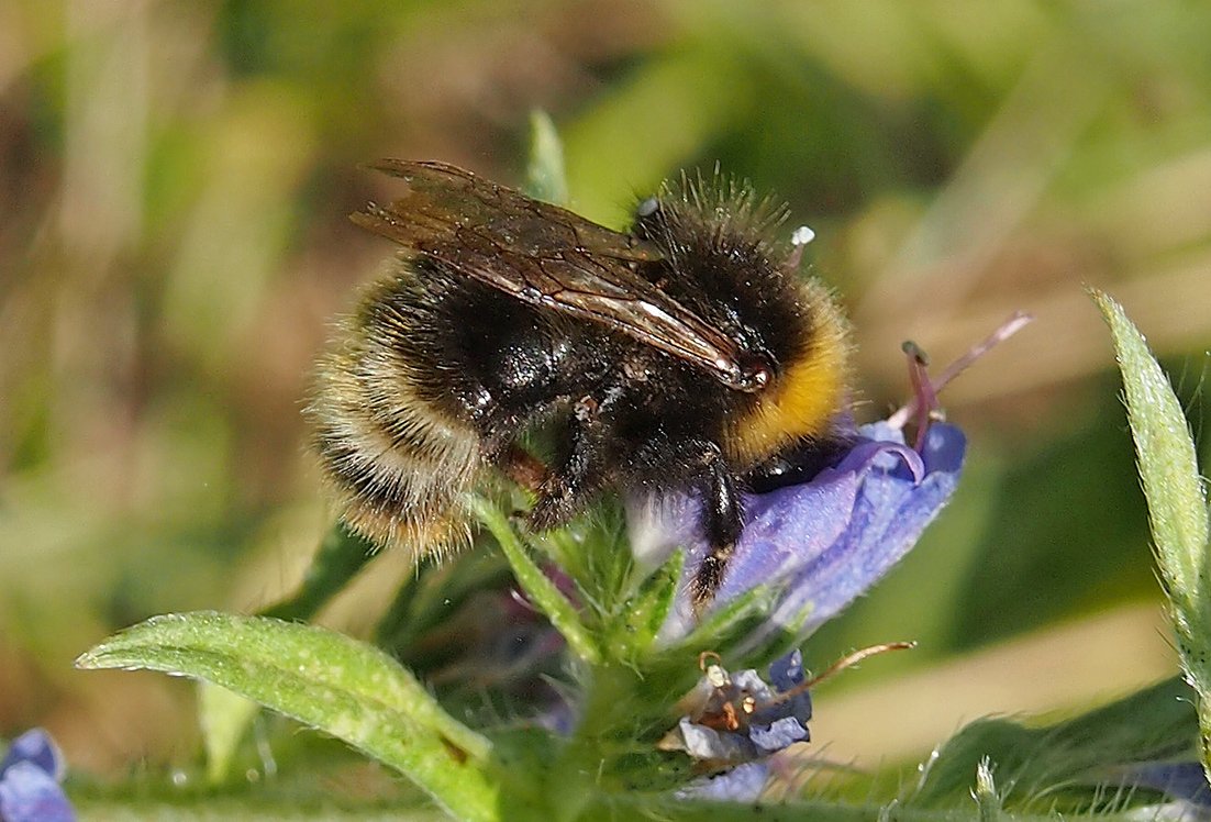 Čmeláci PLUS - Pačmelák lesní (Bombus sylvestris)