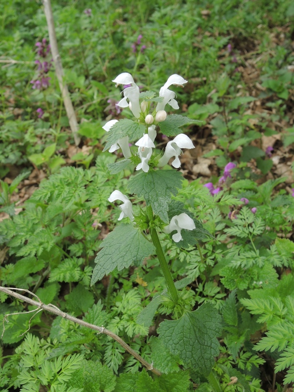 lamium-maculatum-f.-albiflorum-F.Gérard-autor-Michael-Kesl-ČR-Choteč-CC-BY-NC-