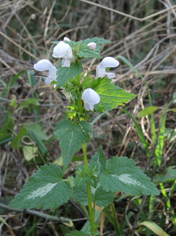 Lamium-maculatum-f.-albiflorum-F.Gérard-autor-Michael-Kesl-ČR-Divoká-Šárka-CC-BY-NC-biolib.cz