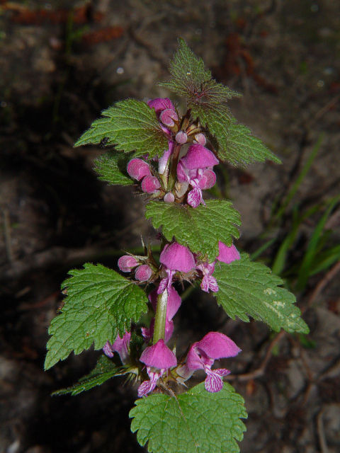 Lamium-maculatum-ČR-Zehuby-u-Žlebů-CC-BY-NC-SA-Petr-Vobořil