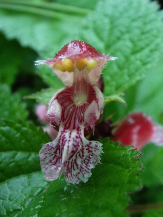 Lamium orvala detail květu