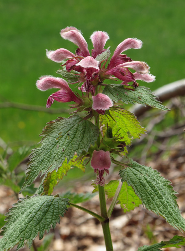 Lamium orvala