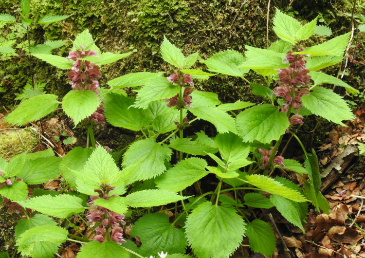 Lamium orvala