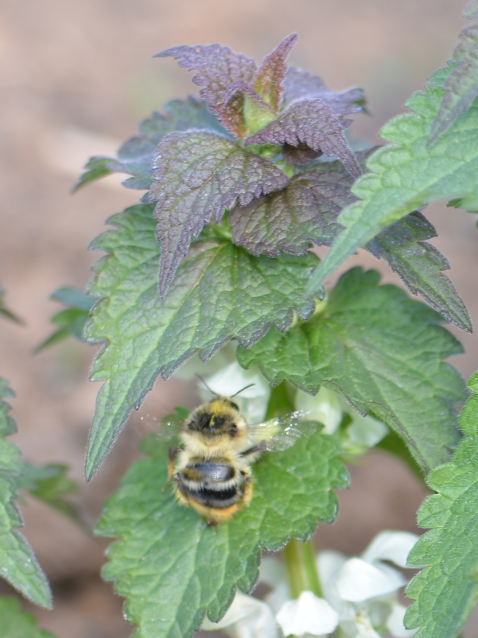 Bomub sylvarum et Lamium album