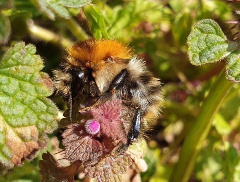 Čmeláci PLUS -Čmelák rolní (Bombus pascuorum)