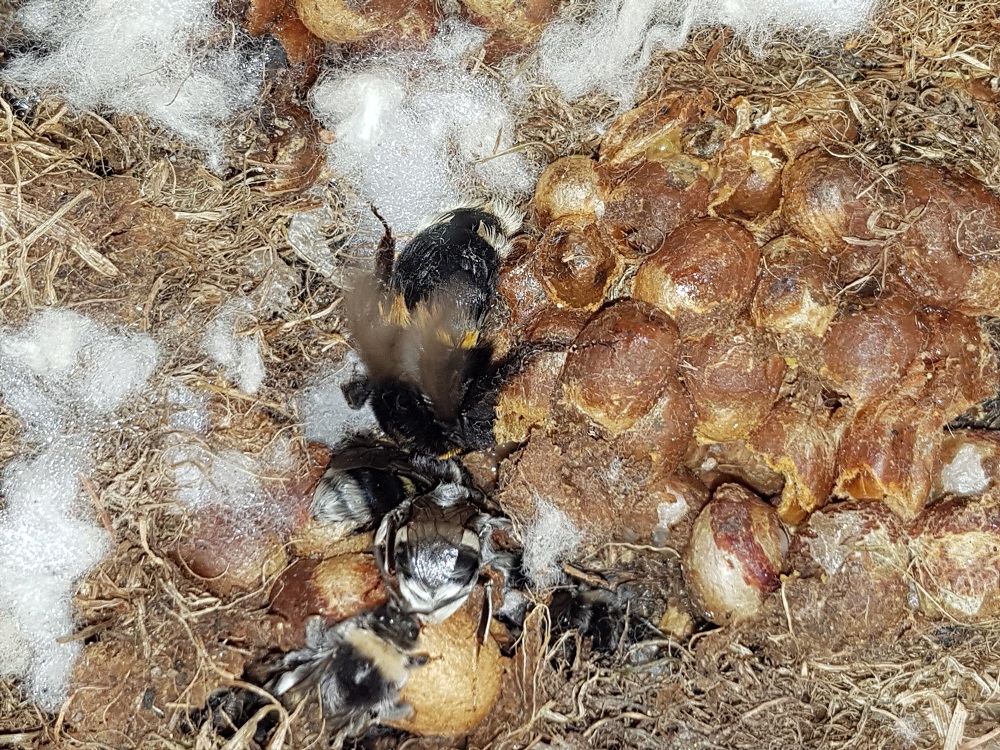 Čmeláci PLUS - Evakuace hnízda - matka čmeláka zemního na kokonech