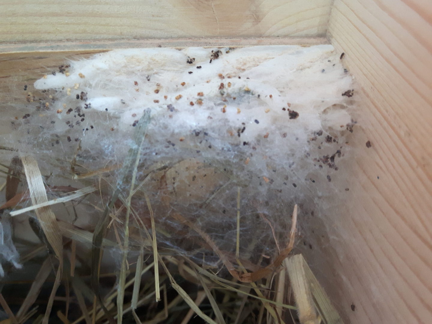 Čmeláci PLUS - Zavíječ cizopasný (Aphomia sociella) - hnízdo napadené zavíječem