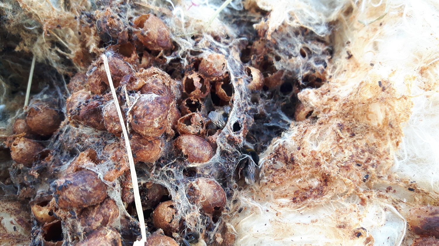 Čmeláci PLUS - Zavíječ cizopasný (Aphomia sociella) - hnízdo napadené zavíječem