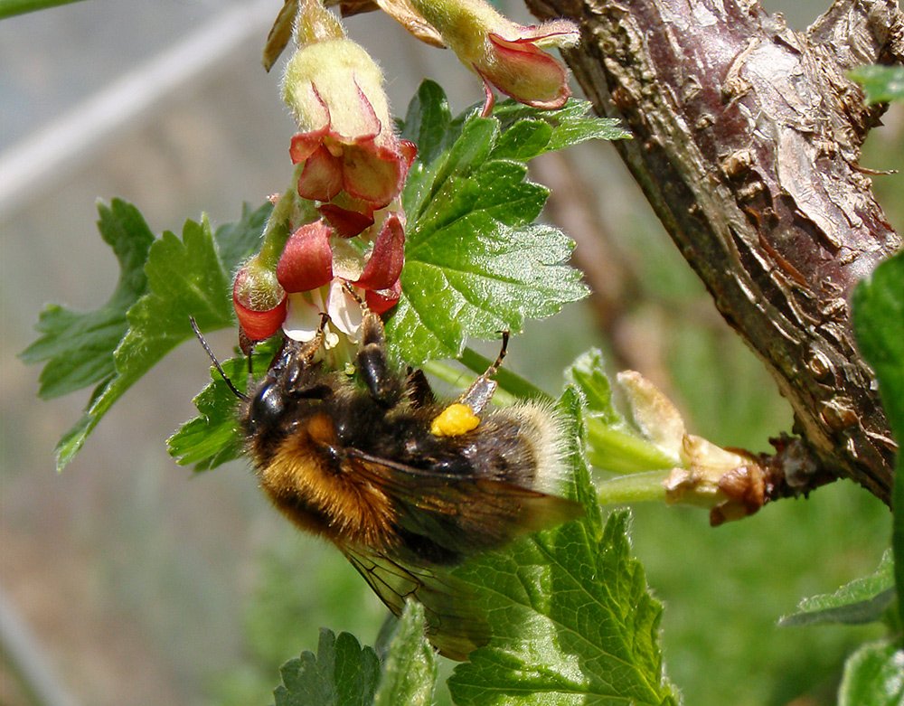 Čmeláci PLUS - Čmelák rokytový (Bombus hypnorum)