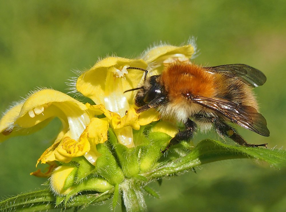 Čmeláci PLUS - Čmelák rolní (Bombus pascuorum)