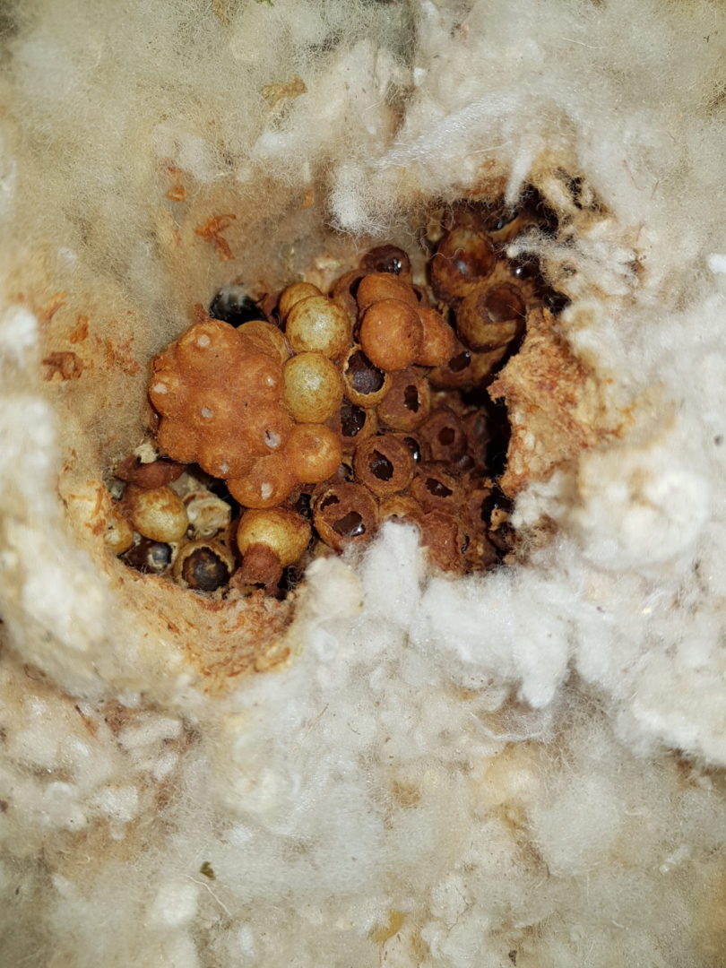 Čmeláci PLUS - Voskový strop hnízda čmelaků humenních