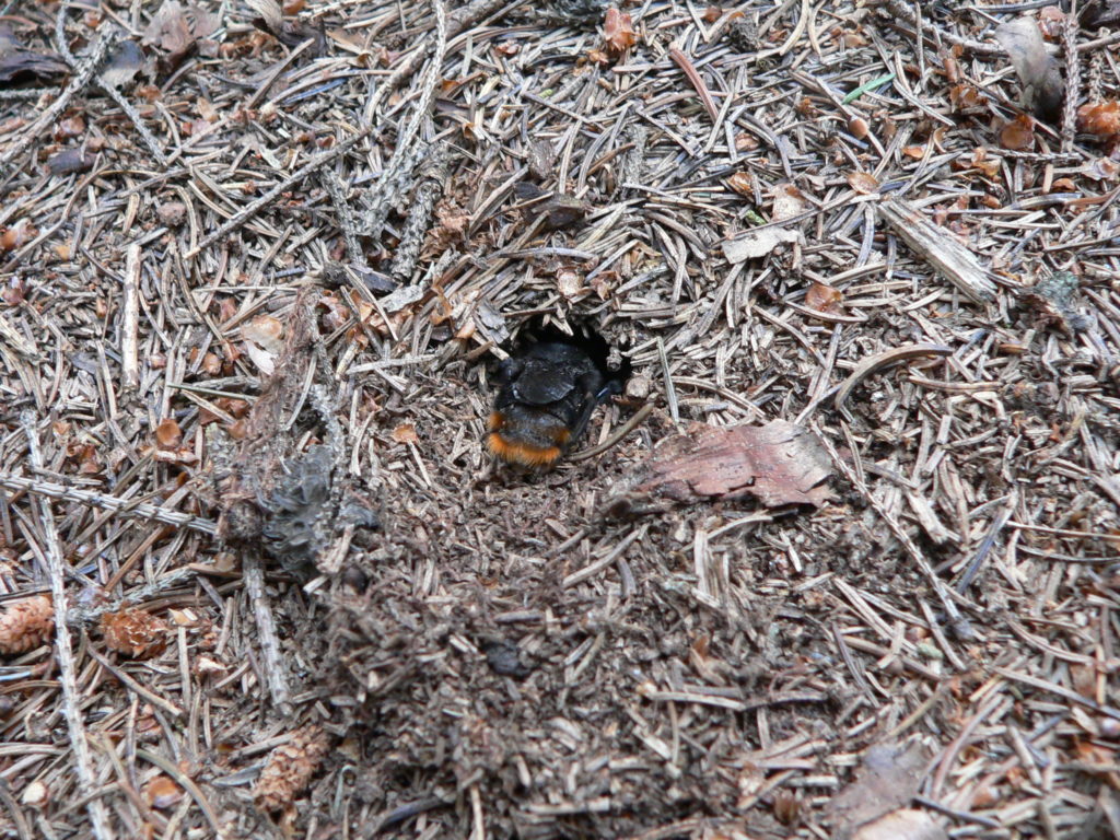 Matka pačmeláka cizopasného Bombus Rupestris při přípravě zimoviště