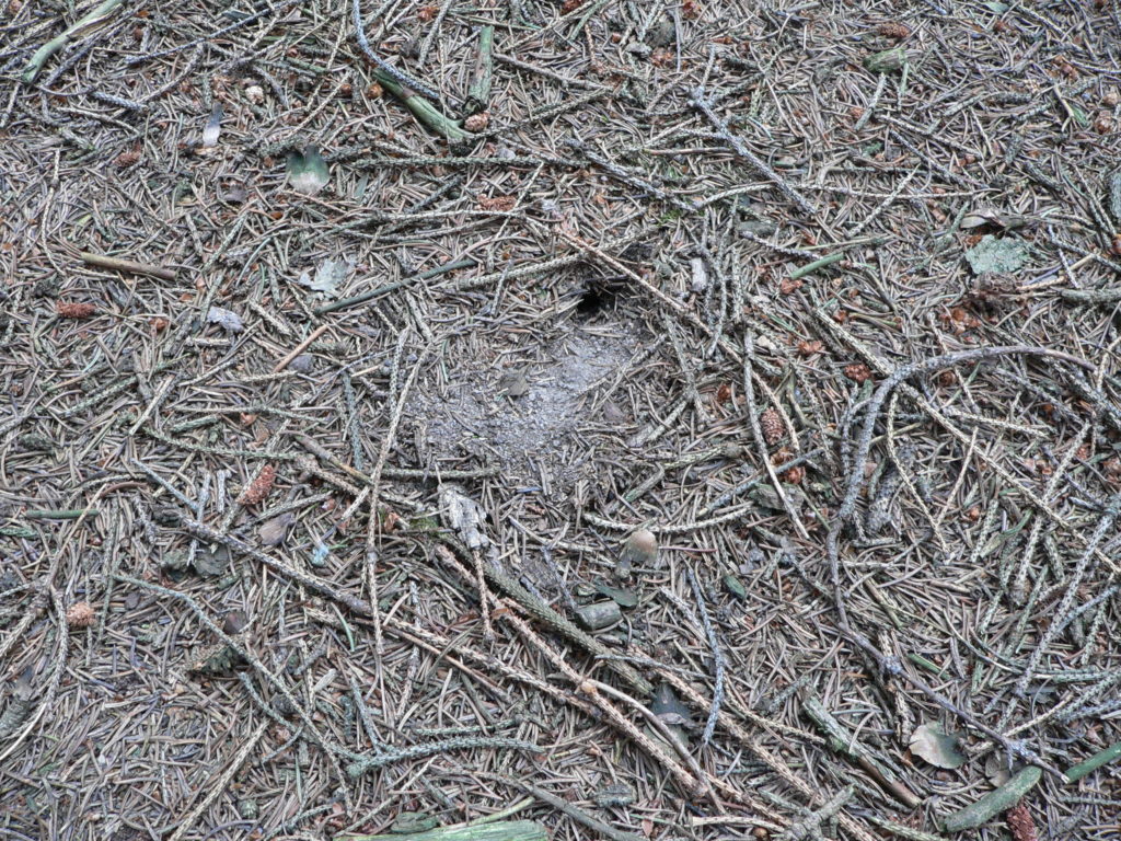 Čmeláci PLUS - Zimoviště čmeláka skalního - Foto J. Čížek