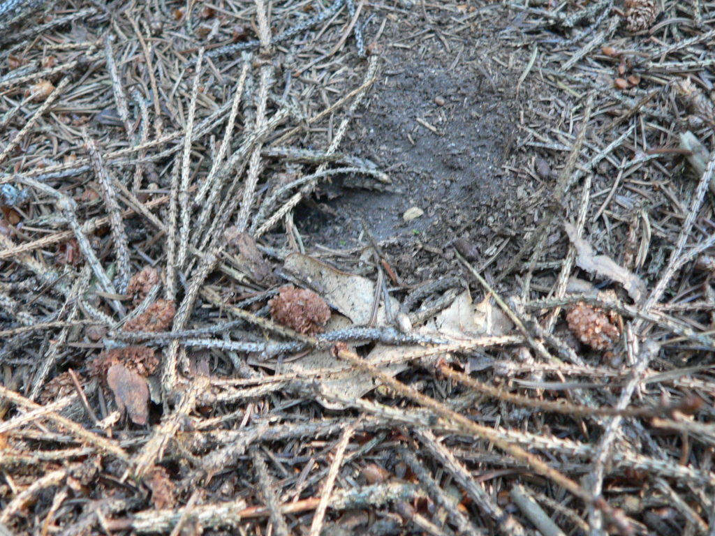 Čmeláci PLUS Zimoviště (hibernaculum) čmeláka skalního (Bombus lapidarius) - Foto: J. Čížek