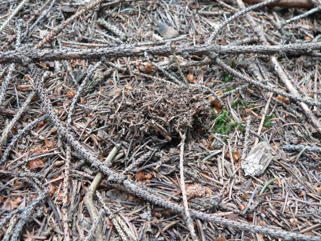 Typická ukázka hibernacula čmeláka zemního