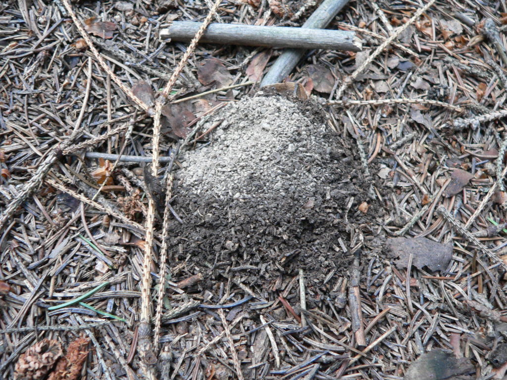 Čmeláci PLUS - Zimoviště pačmeláka panenského Bombus Vestalis - Foto J. Čížek