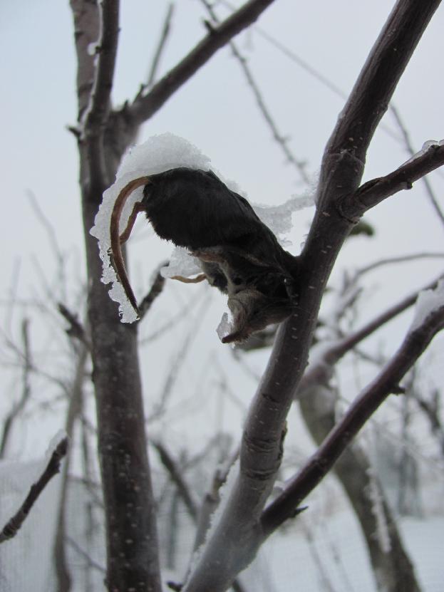 Čmeláci PLUS - Spižírna ťuhýka šedého (Lanius excubitor)